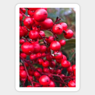 Red Christmas Berries of Peace and Joy Sticker